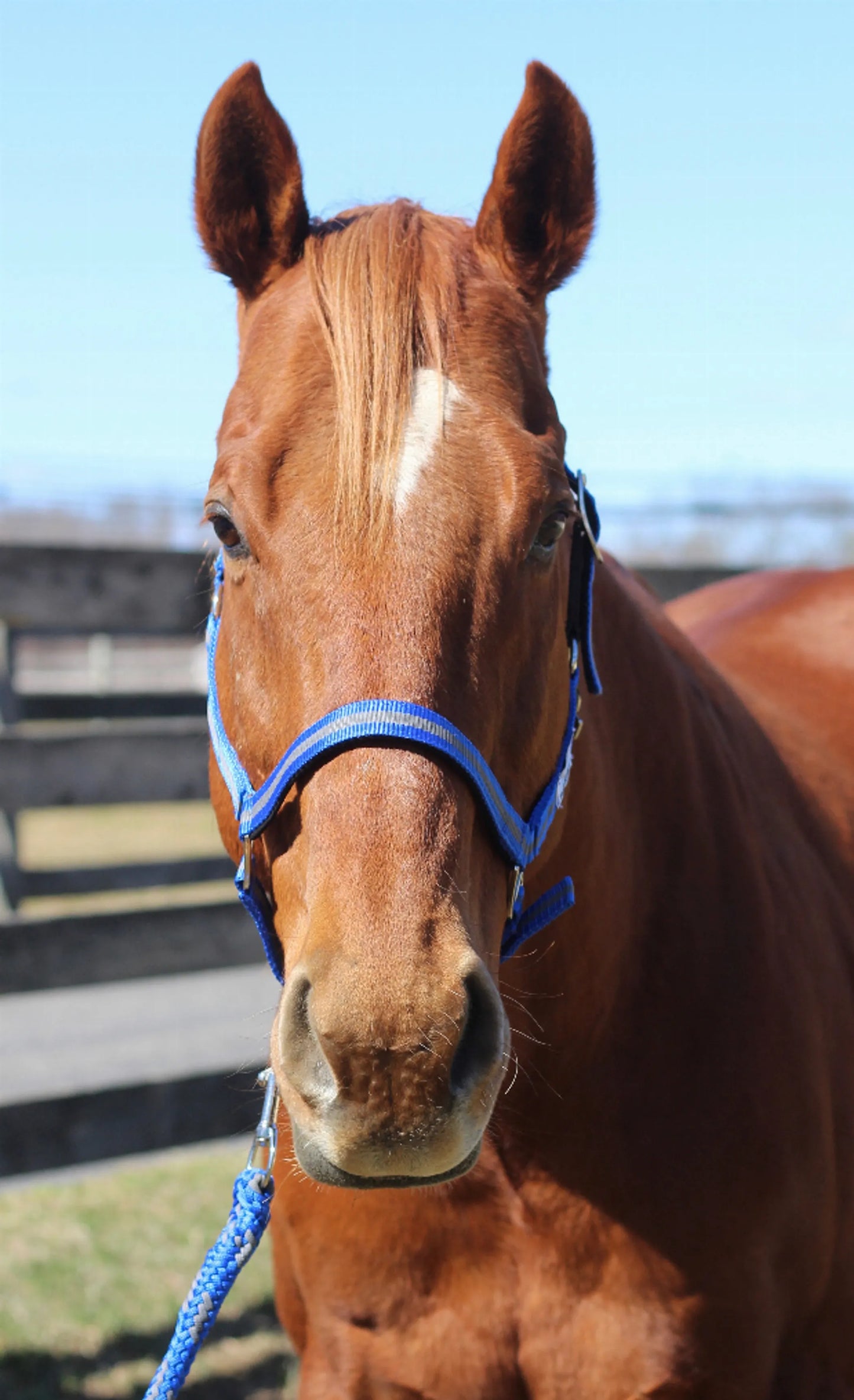 TuffRider Nylon Breakaway Halter & Lead Set