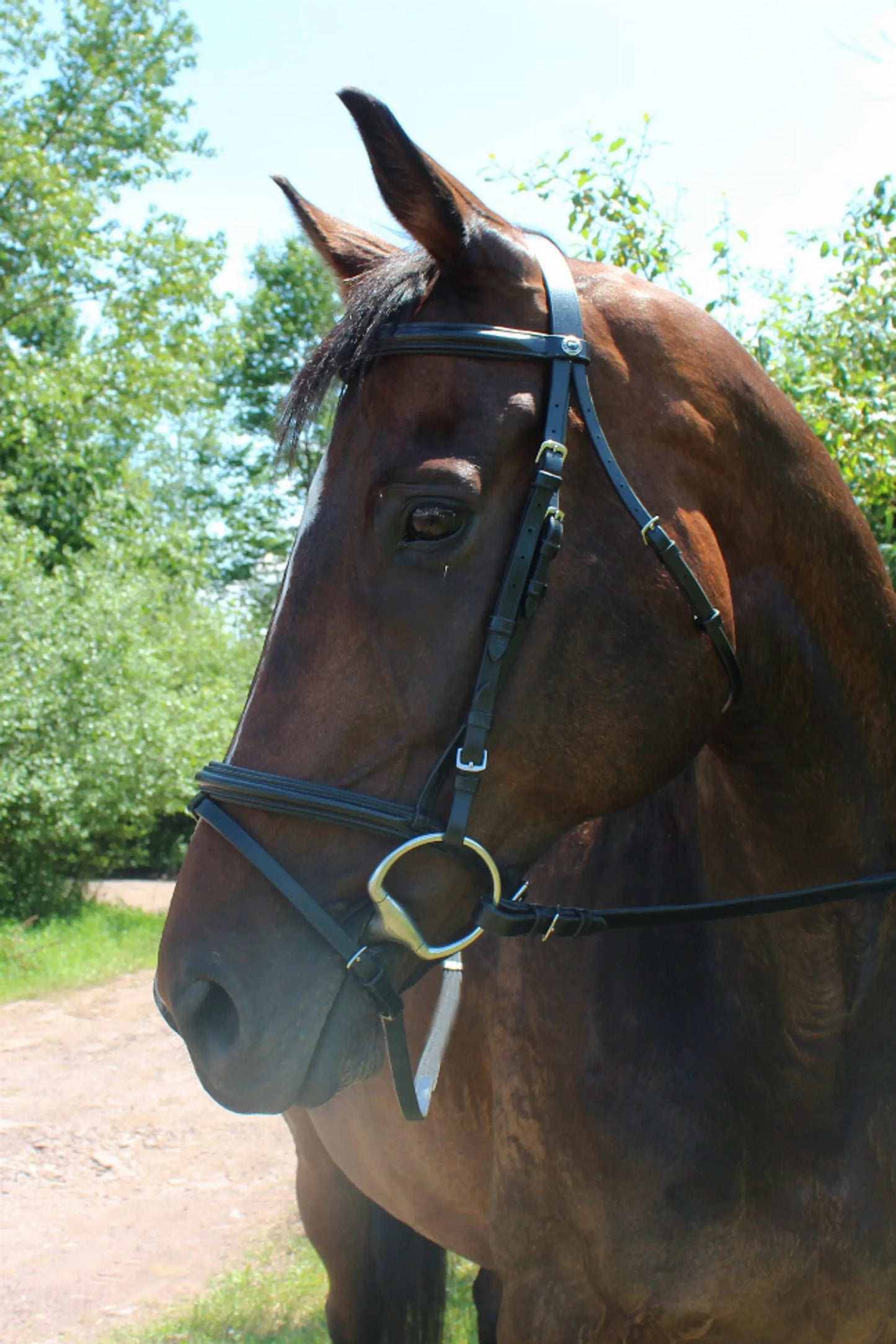 Henri de Rivel Pro Padded Dressage Bridle with Flash and Web Reins