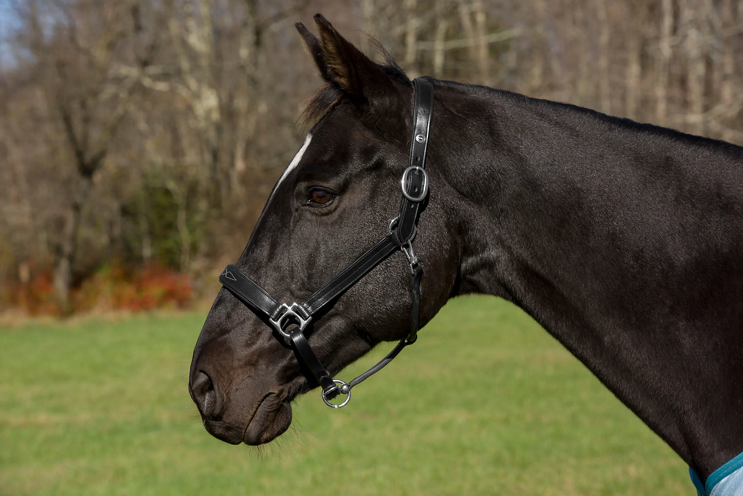 Henri de Rivel Pro Fancy Padded Rolled Throat Triple Stitched Halter